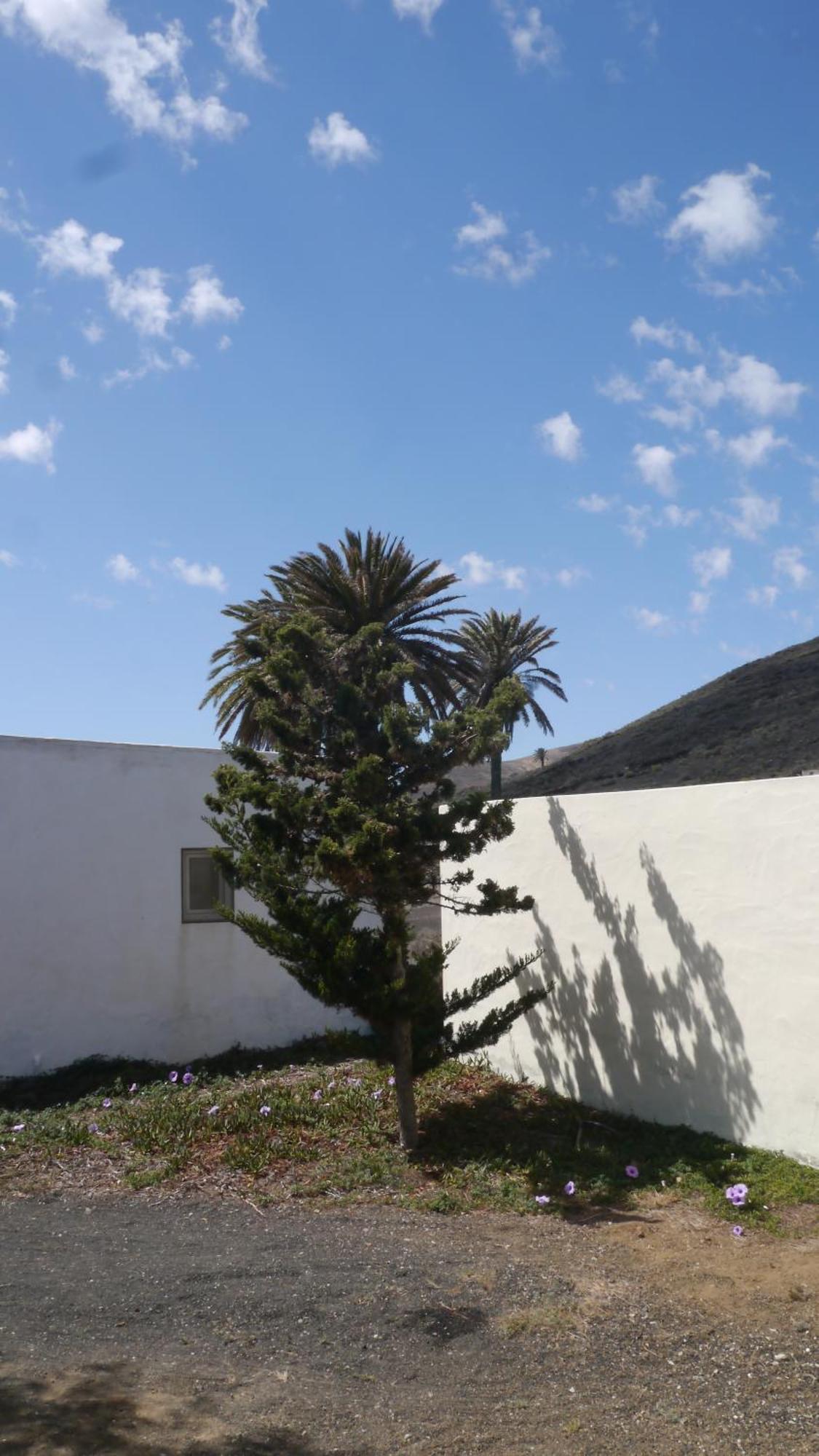 Casa Olga Villa Maguez Bagian luar foto